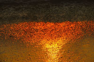 Close-up of yellow flowers