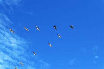 Low angle view of birds flying in sky