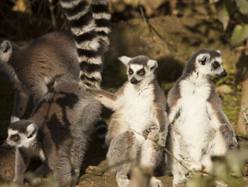 Close-up of lemurs