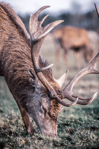 Deer grazing in a field