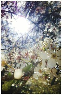 Close-up of fresh white flowers blooming in park