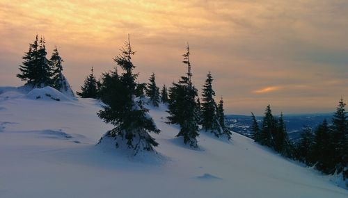 Pine trees on snow covered landscape against sky during sunset
