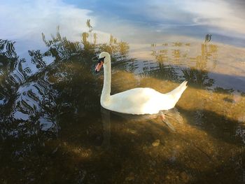 Swan swimming in lake