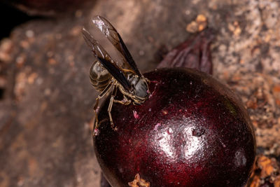 Close-up of apple