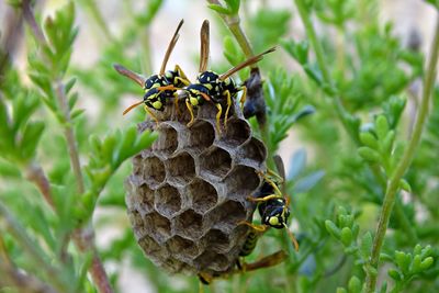 Close-up of bee on leaf