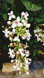 Close-up of fresh flowers blooming in park