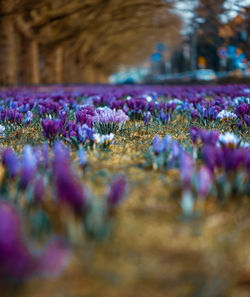 Close-up of purple flowering plants on land