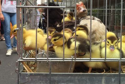 Duck with ducklings in cage