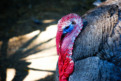 Close-up of turkey