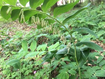 Plants growing on a tree