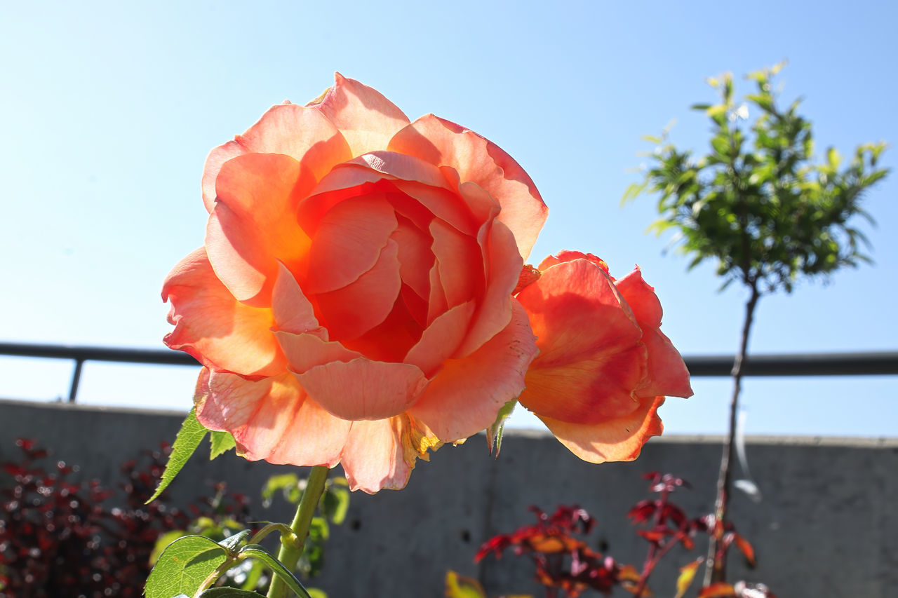 plant, flower, flowering plant, beauty in nature, nature, freshness, petal, close-up, growth, sky, flower head, focus on foreground, inflorescence, fragility, no people, rose, day, garden roses, outdoors, sunlight, leaf, red, plant part, clear sky, springtime, yellow, sunny, tree, blossom, blue, pink