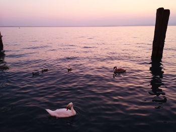 Duck swimming in sea