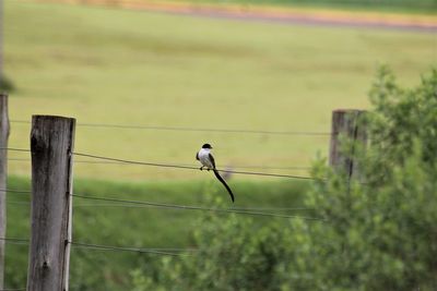 Bird perching on wooden post