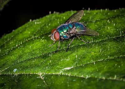 Close-up of damselfly on leaf