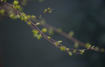 Close-up of plant