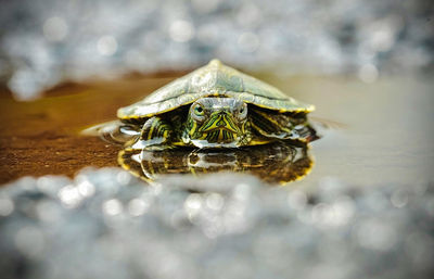 Close-up of turtle