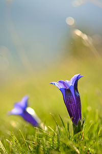 Close-up of purple crocus flower on field