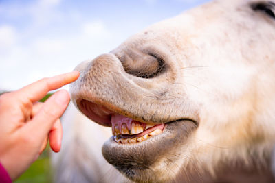 White horse showing teeth, hand touching nose softly, gentle animals.