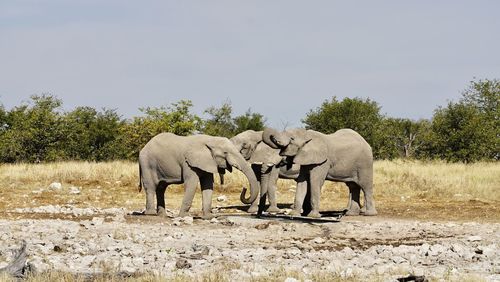 Elephant walking in a field