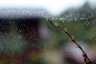 Close-up of spider on web