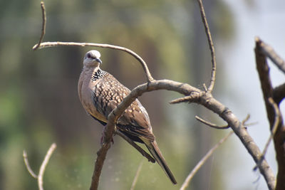 Oriental turtle dove, rufous turtle dove, streptopelia orientalis is a member of the columbidae. 