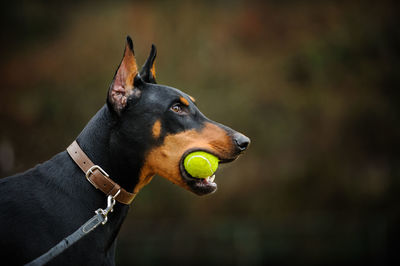 Close-up of doberman pinscher carrying ball in mouth