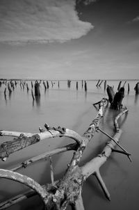 View of birds on wooden post in sea against sky