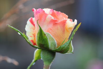 Close-up of rose bud