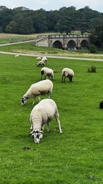 Sheep on grassy field