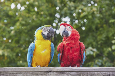 Close-up of parrot perching on tree