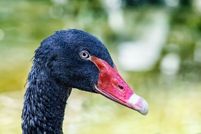 Close-up of swan