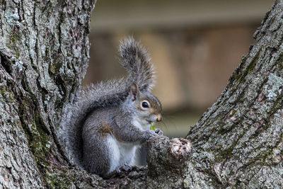 Close-up of squirrel on tree trunk