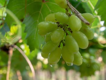 Close-up of grapes growing on tree