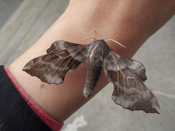 Close-up of butterfly on hand