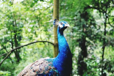 Peacock in a forest