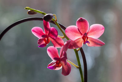 Close-up of pink orchid