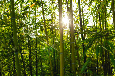 Low angle view of bamboo trees in forest