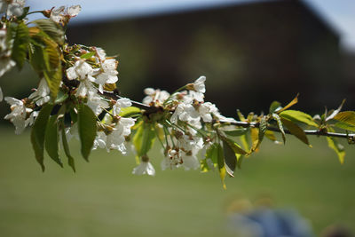 Close-up of cherry blossoms