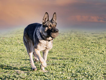 Dog running on field