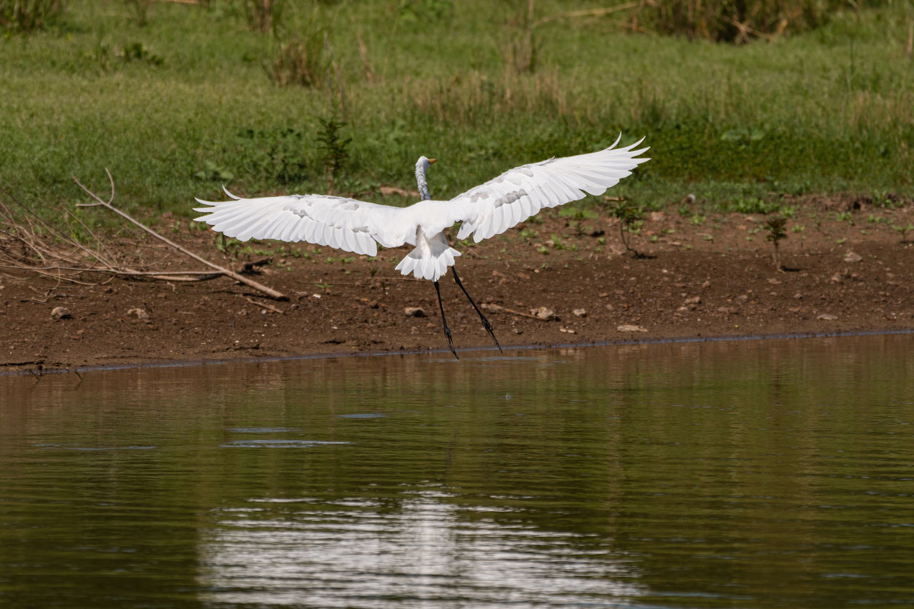 WHITE BIRD FLYING OVER THE LAKE