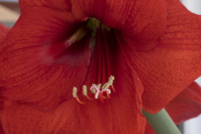 Close-up of red hibiscus flower