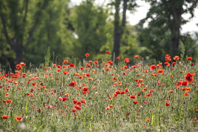 Red poppies blooming in field