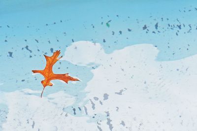 Close-up of starfish on snow