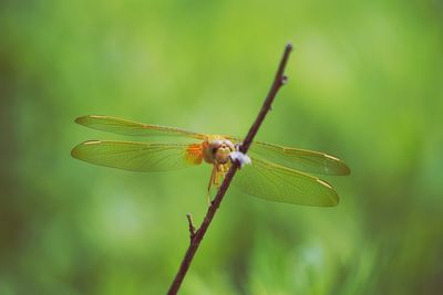 Close-up of dragonfly on leaf