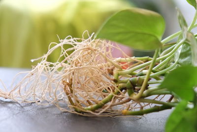 Close-up of vegetables on table