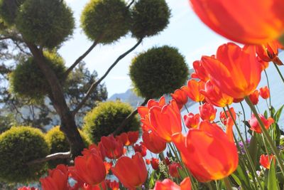 Low angle view of red flowers blooming against sky