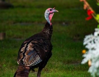 Close-up of a peacock