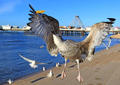 Birds in city against sky