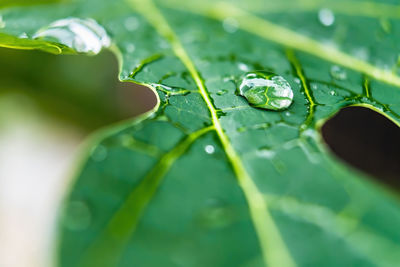 Close-up of raindrops on leaves