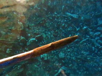 Fish swimming in sea